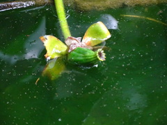 Nuphar japonica