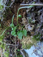 Pterostylis trullifolia