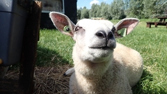 Ovis aries