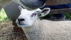 Ovis aries