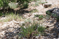 Sesleria nitida