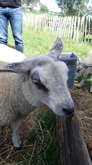 Ovis aries