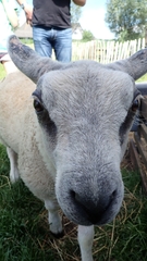 Ovis aries