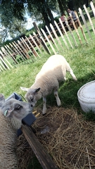 Ovis aries