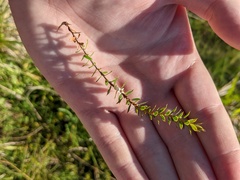 Hayden Jones, CC BY, iNaturalist via GBIF Styphelia nesophila, photograph Hayden Jones, CC BY, iNaturalist via GBIF