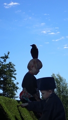 Corvus monedula