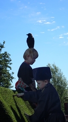 Corvus monedula