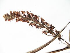 Platanthera hologlottis