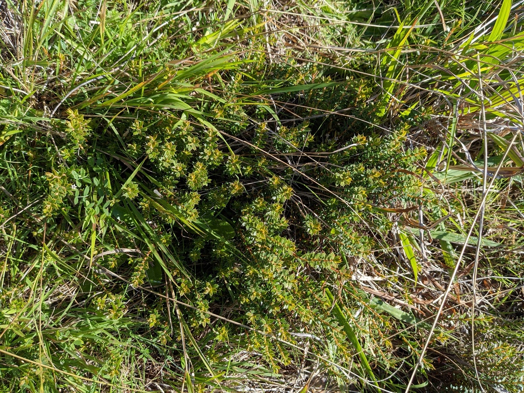 Styphelia nesophila; photograph Hayden Jones, CC BY, iNaturalist via GBIF