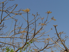 Sterculia villosa