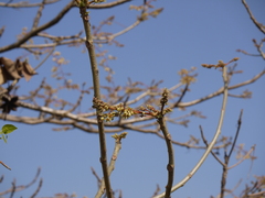 Sterculia villosa