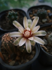 Gymnocalycium calochlorum
