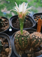 Gymnocalycium calochlorum