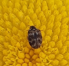 Anthrenus scrophulariae