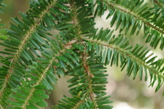 Abies nebrodensis