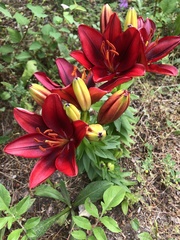 Lilium bulbiferum