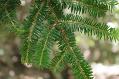 Abies nebrodensis