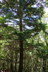 Abies nebrodensis