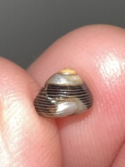 Micrelenchus huttonii