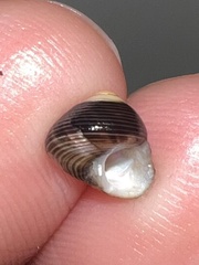 Micrelenchus huttonii