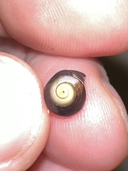 Micrelenchus huttonii