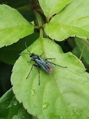 Tachypompilus analis