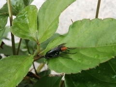 Tachypompilus analis