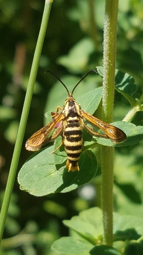 Strawberry Crown Moth