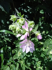 Malva thuringiaca