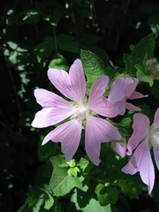 Malva thuringiaca