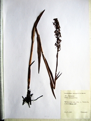 Platanthera hologlottis