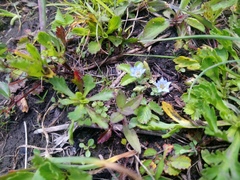 Gentiana zollingeri
