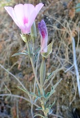 Clarkia amoena whitneyi