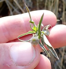 Clarkia amoena whitneyi