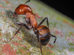 Camponotus nicobarensis