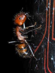 Camponotus nicobarensis