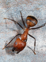 Camponotus nicobarensis