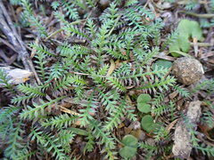 Leptinella pusilla