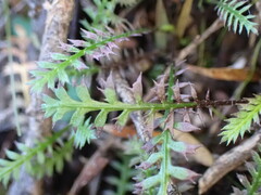 Leptinella pusilla