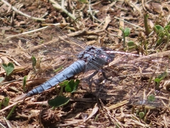 Orthetrum brunneum