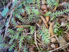 Leptinella pusilla