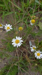 Tripleurospermum inodorum