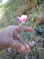 Clarkia amoena whitneyi