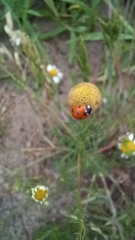 Coccinella septempunctata
