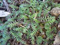 Leptinella pusilla