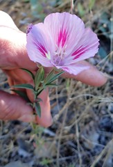 Clarkia amoena whitneyi