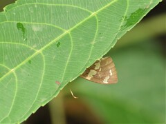 Celaenorrhinus fusca