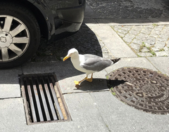 Larus michahellis