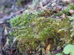 Sematophyllaceae