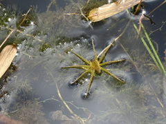 Dolomedes horishanus